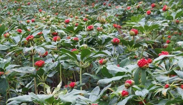 现在种植什么药材能够赚钱？