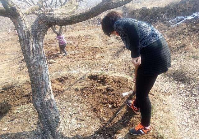 果园下有机肥撒施好还是开沟好？