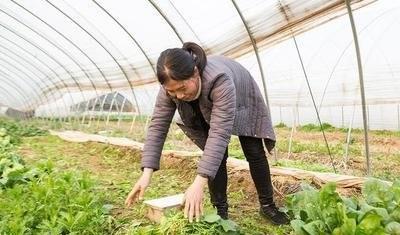 农村单干、家庭农庄、股份制合作社、集体生产队，哪个好？