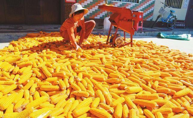 玉米什么时间卖最合适？