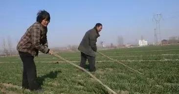 使用肥料，缺少农家肥的农田，种植小麦能优质高产吗？