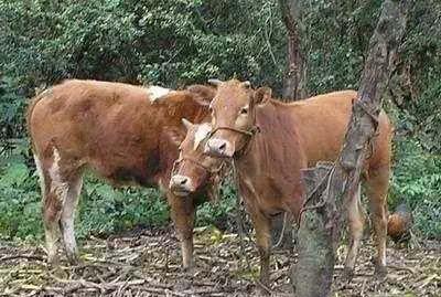 中国还是农业大国，为什么还要进口大量的牛肉猪肉？