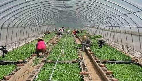 想回乡创办种养合作社，老铁们有建议吗？