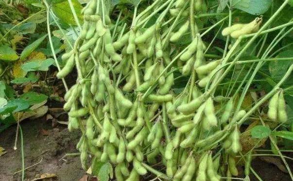 种黄豆草木灰放哪里？