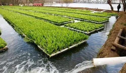 鱼塘投喂量大、有机质多，导致藻类丰富，俗称老绿水。怎样能变清澈？