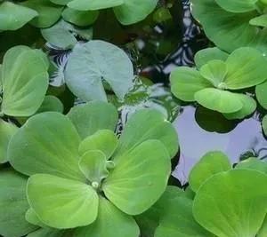 鱼塘投喂量大、有机质多，导致藻类丰富，俗称老绿水。怎样能变清澈？
