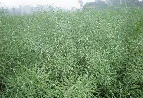 现在油菜可以撒施绷肥吗？