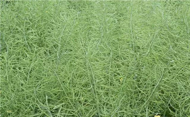 油菜菌核病危害大，它表现出哪些危害特点？农民该如何防治？