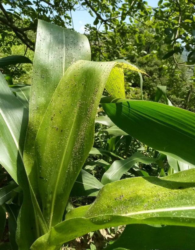 玉米抽穗授粉，但玉米地里出现了一批害虫，农民如何保收？