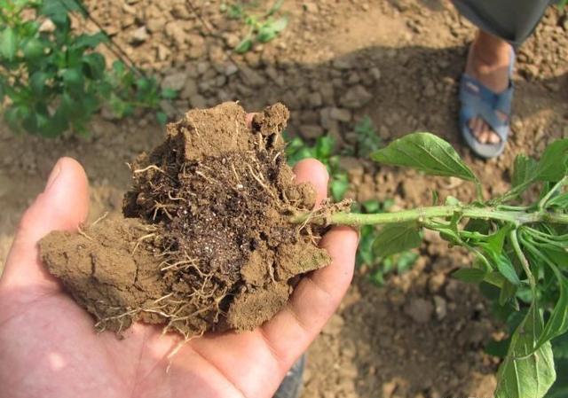 如何看待土地农药化肥泛滥使用造成土地僵化，生物灭绝？