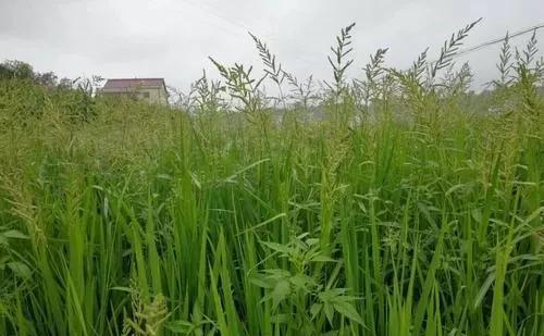 稻田里的杂草，用什么药除比较有效？