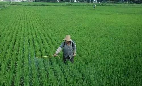 稻田里的杂草，用什么药除比较有效？