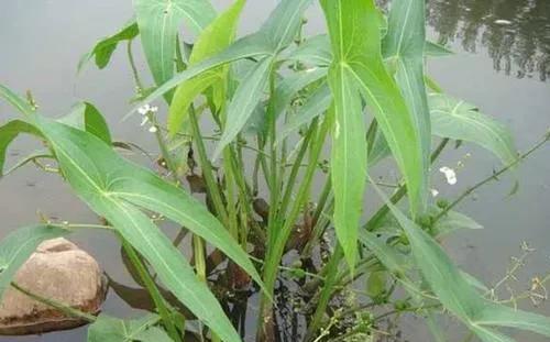 稻田里的杂草，用什么药除比较有效？