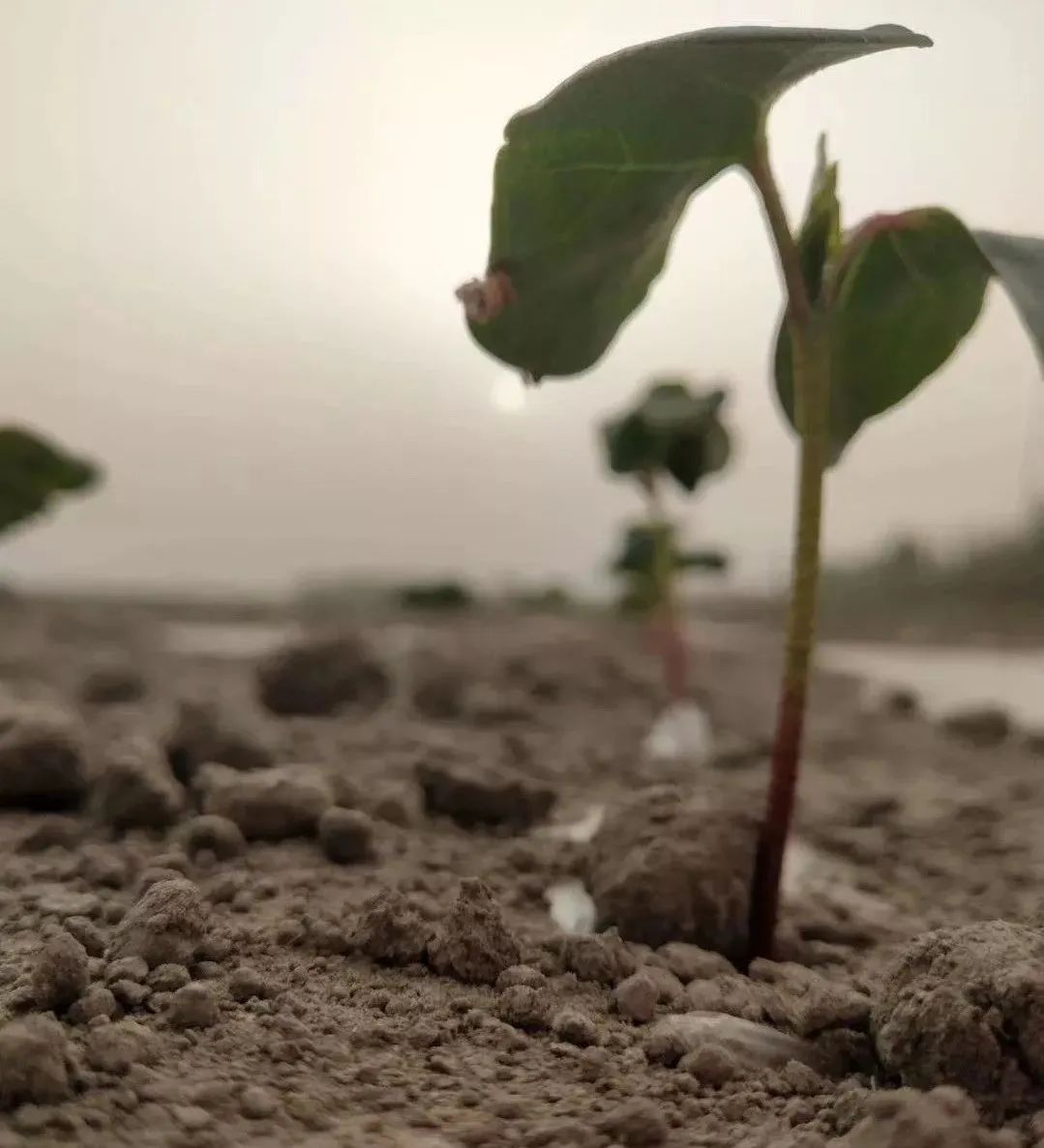 棉花苗期怎么管理 棉花苗期打什么药