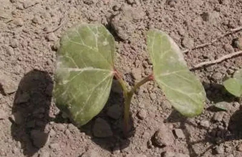 棉花苗期怎么管理 棉花苗期打什么药