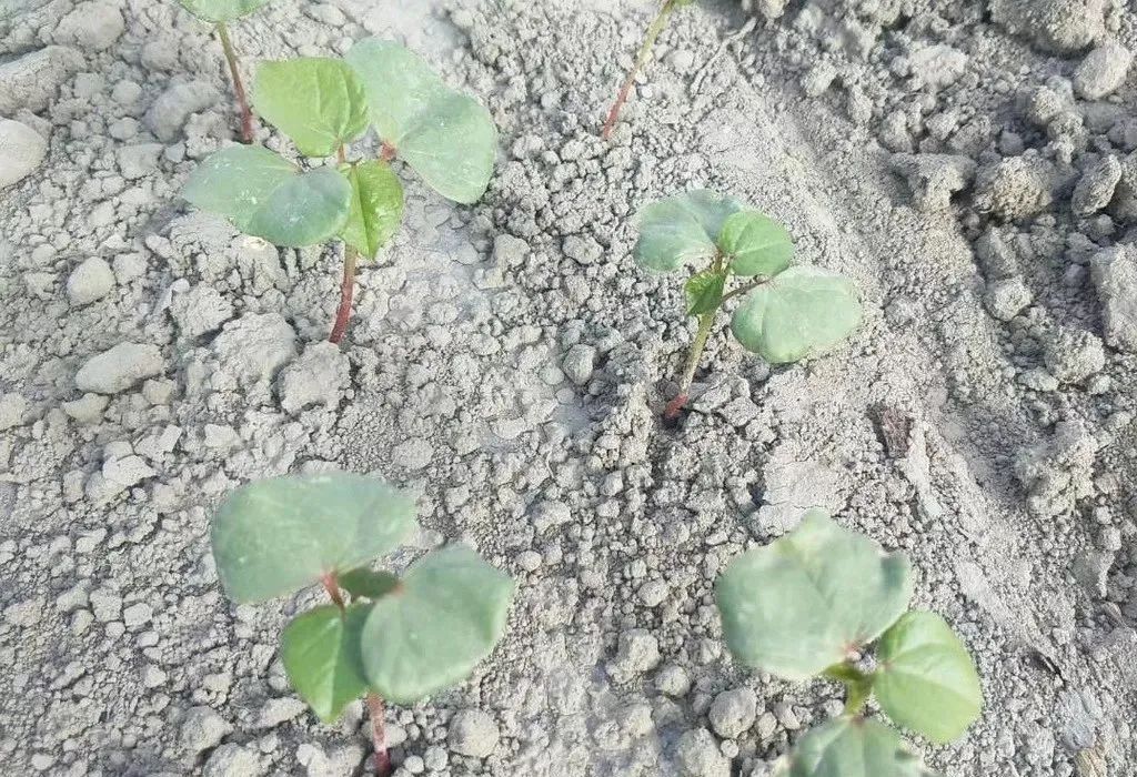 棉花苗期怎么管理 棉花苗期打什么药