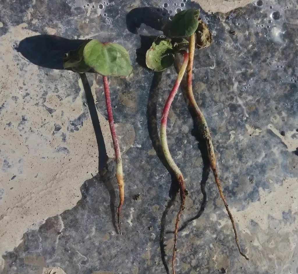 棉花苗期怎么管理 棉花苗期打什么药
