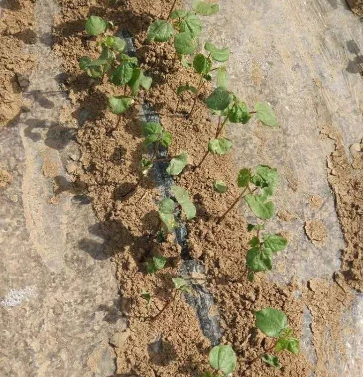 棉花苗期管理经验谈