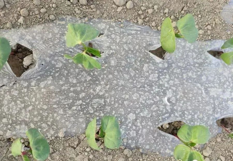 棉花苗期管理经验谈