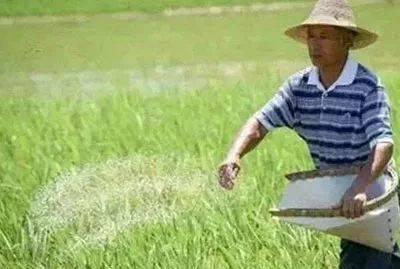 尿素价格怎么还在涨，农民怎么办？