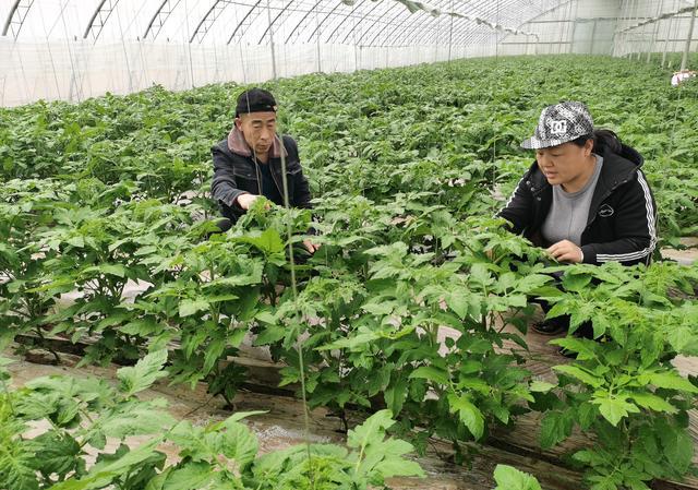 购买化肥时，除了看价格外，还应该注意哪些指标？