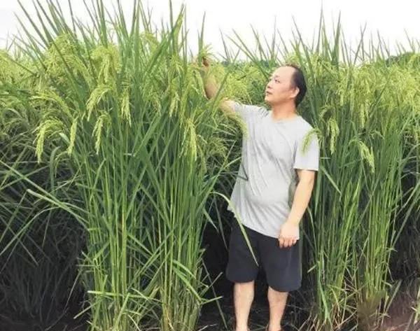 杂交水稻以前亩产多少？杂交水稻比以前水稻亩产多了多少？