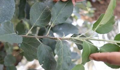 现在化肥农药，工钱都涨，苹果价不涨，烟台苹果果农挣钱吗？