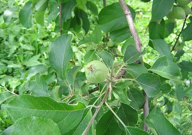 现在化肥农药，工钱都涨，苹果价不涨，烟台苹果果农挣钱吗？