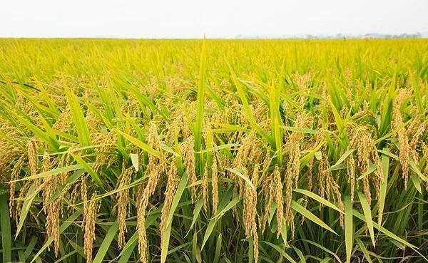 稻谷出米率一般是多少？