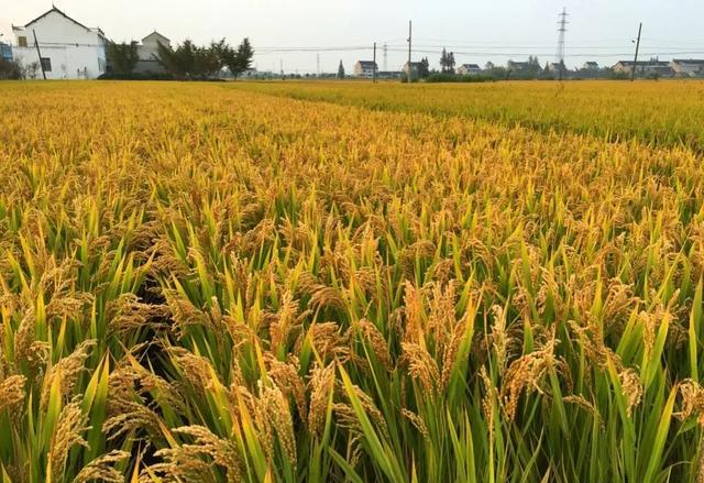 稻谷出米率一般是多少？