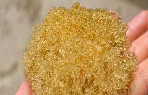 竹燕窝的功效与作用 什么是竹燕窝