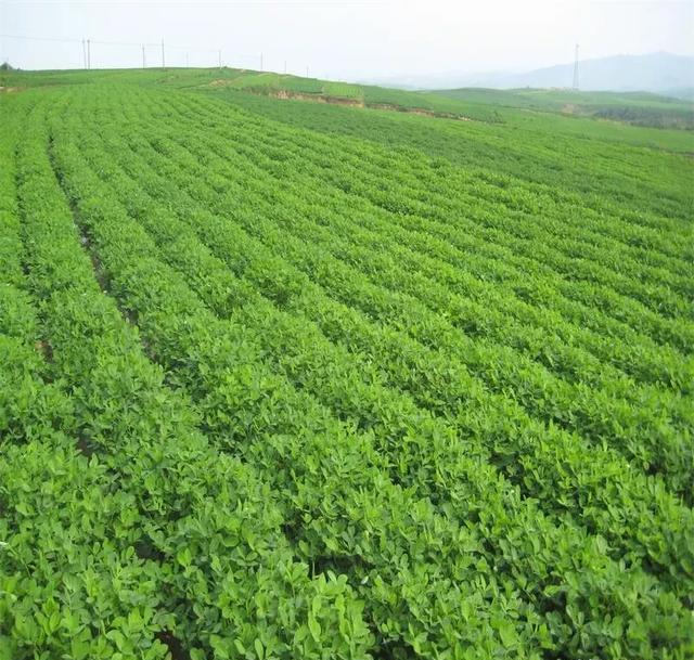 麦茬花生是麦间先套种好还是灭茬后播种好？