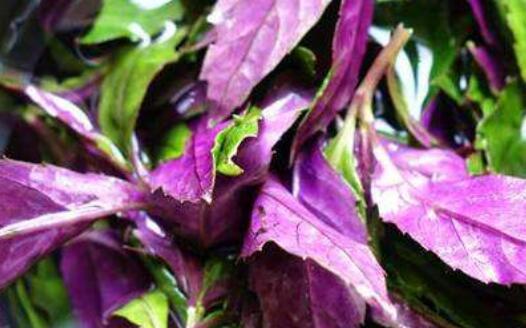 紫背菜什么人不可以吃 紫背菜的功效与作用