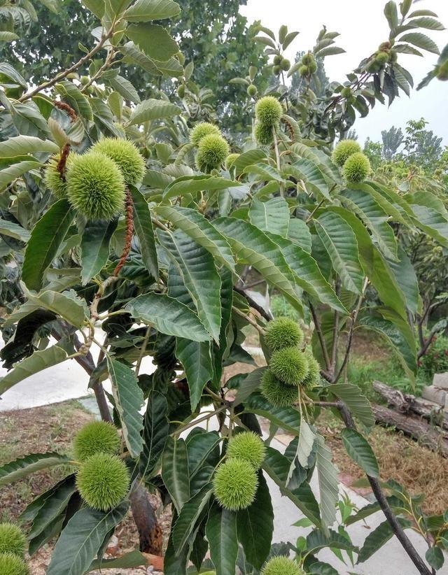 板栗树如何修剪？