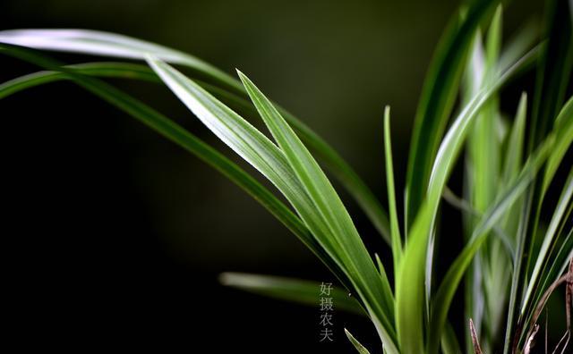 磷酸二氢钾复合肥多少天使用一次效果好？磷酸二氢钾怎样使用最科学？