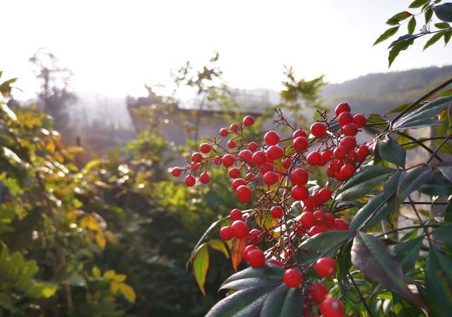 南天竹开花后若想让它结出果实，是不是一定要授粉？