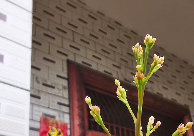 南天竹开花后若想让它结出果实，是不是一定要授粉？