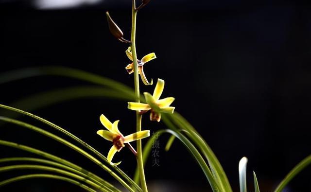 浇花干透浇透，干透是何表现？