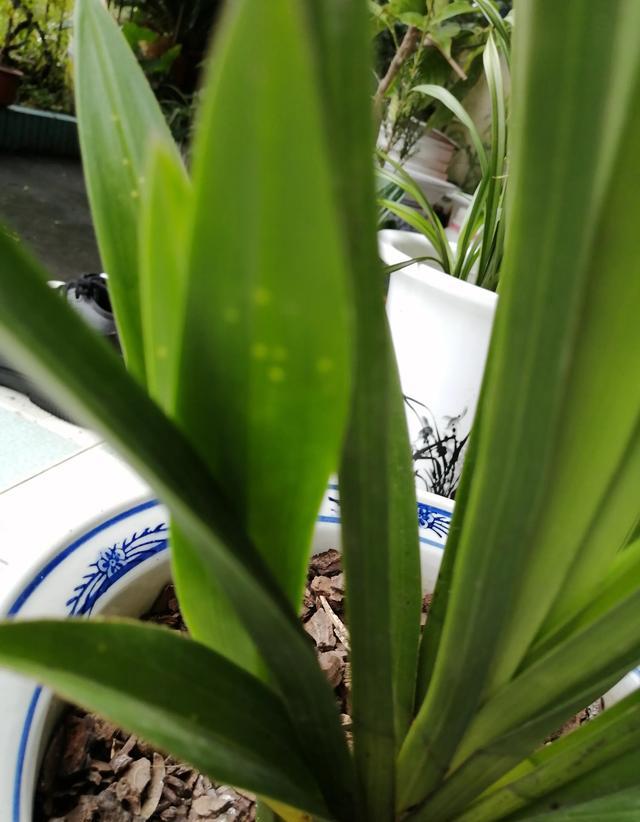 新长的兰花叶上有鱼卵点是怎么回事？