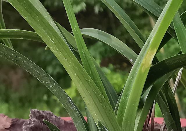 新长的兰花叶上有鱼卵点是怎么回事？