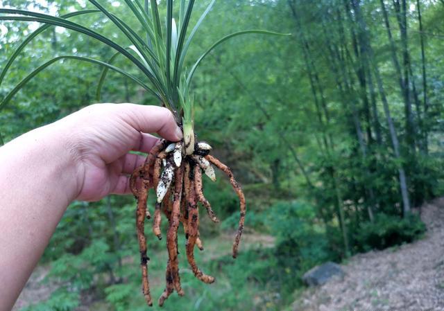 微生物菌剂如何促进根系生长？