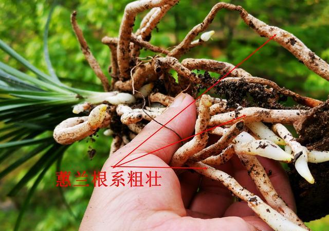 微生物菌剂如何促进根系生长？