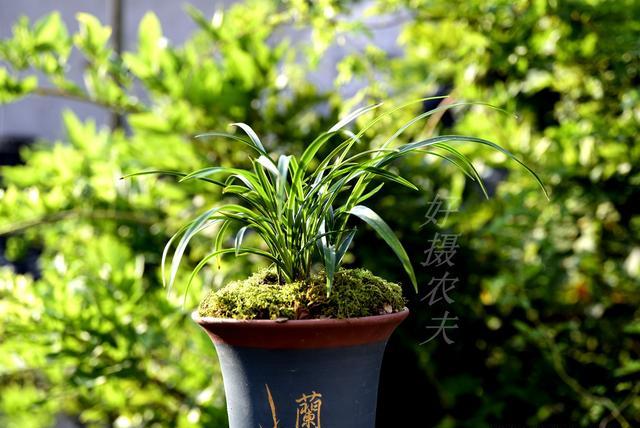 磷酸二氢钾喷完多久下雨没事？