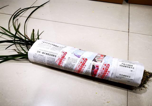网购兰花叶子有点脱水怎么办？