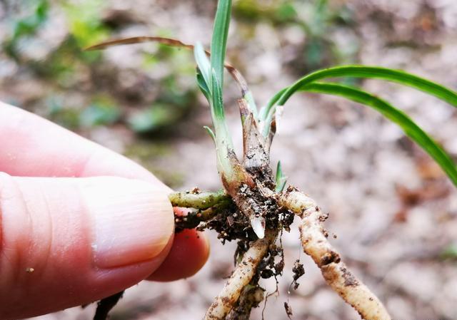兰花可以用果实种植吗？