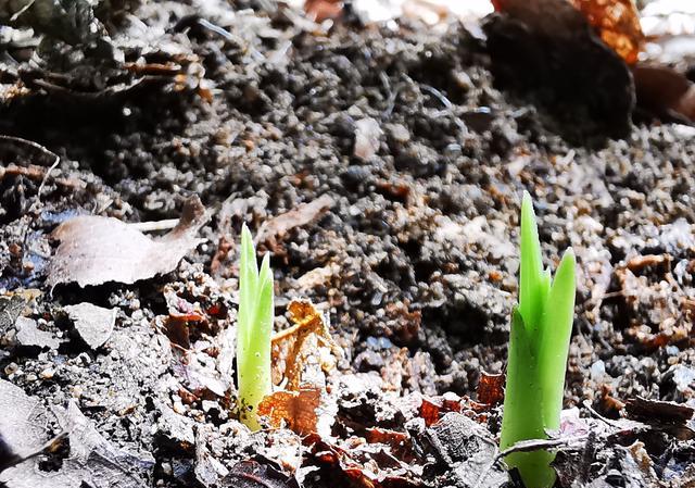 兰花可以用果实种植吗？