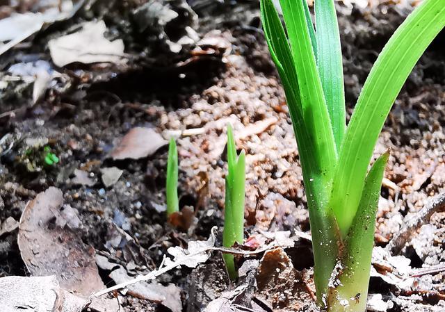 兰花可以用果实种植吗？