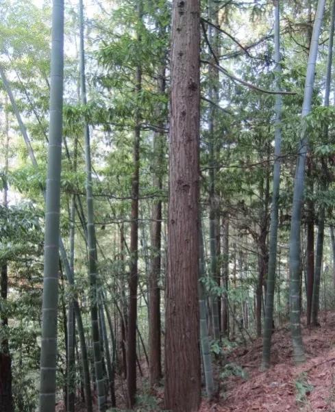 杉树不值钱，为什么在中国大面积种植，是什么原因？