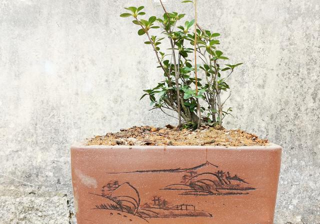 盆栽植物怎么配土简单还好用？