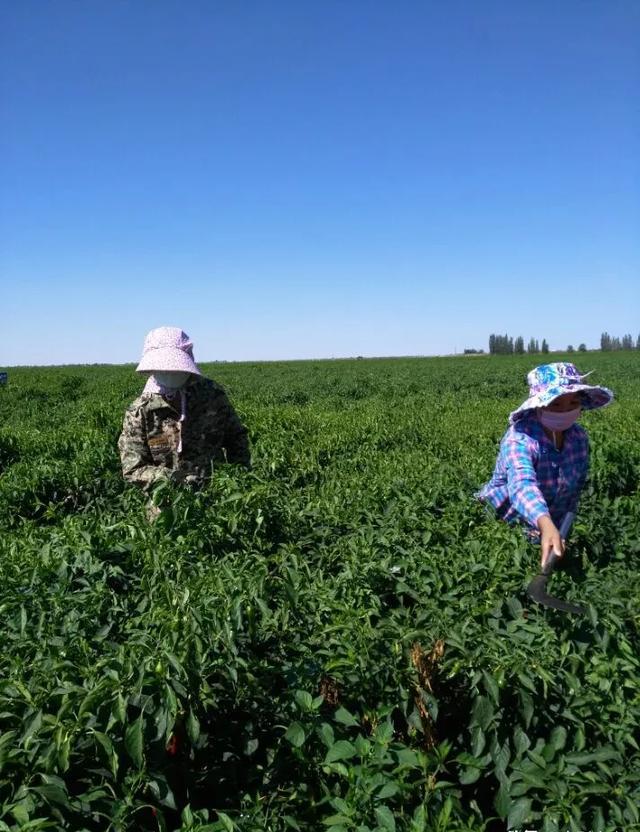 种植辣椒真的要摘心打顶吗？什么时候打顶摘心好呢？